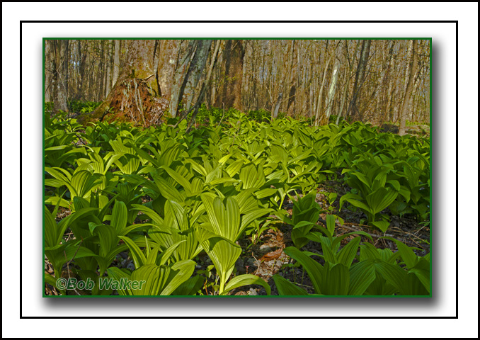 A Blanket Of Veratrums On A Forest Floor