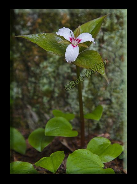 Painted Trillium Looking Fine