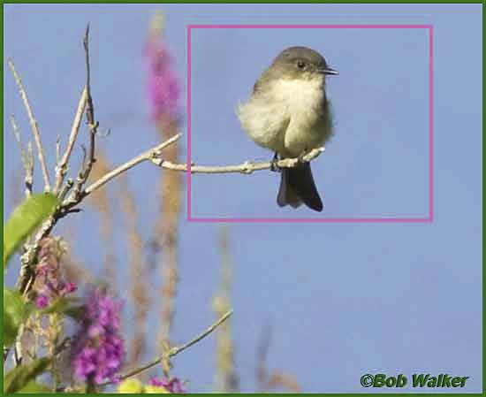 Eastern Phoebe On A Beautiful Spring Day