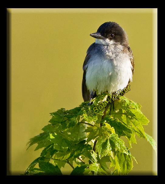 Eastern Phoebe Enjoying The Warming Sun
