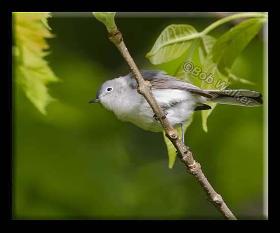 Blue-gray Gnatcatcher (Polioptila caerulea)