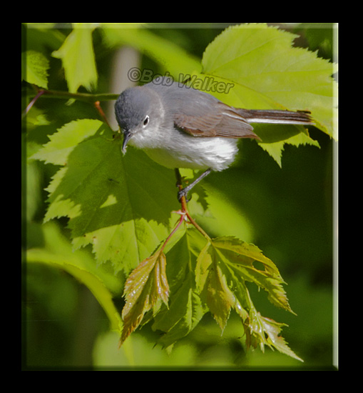 Blue-gray Gnatcatcherer Standing Over A Meal