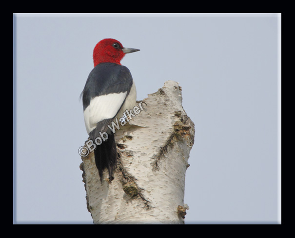 Red-headed Woodpecker (Melanerpes erythrocephalus)