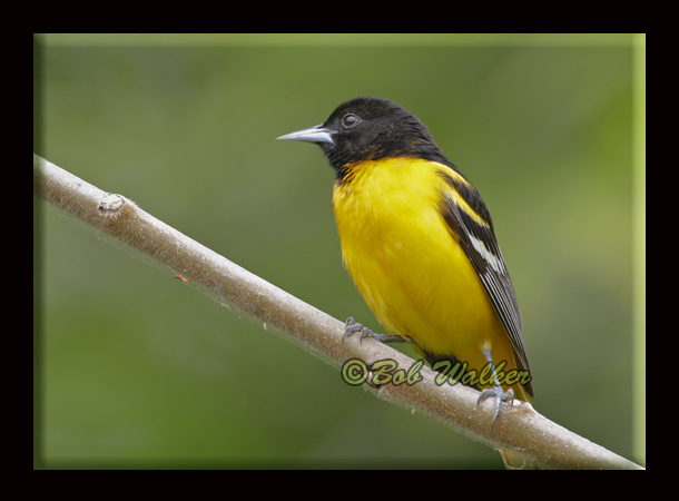 A Baltimore Oriole Oddity Seen At A Different Angle