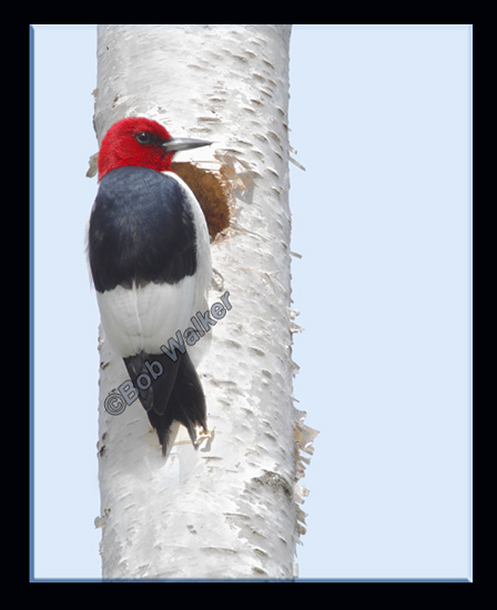 Red-headed Woodpecker (Melanerpes erythrocephalus)