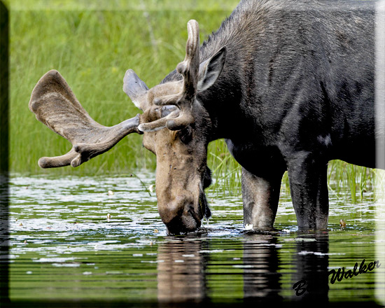 Large Bull Moose Feeding in Pond Behind Campground