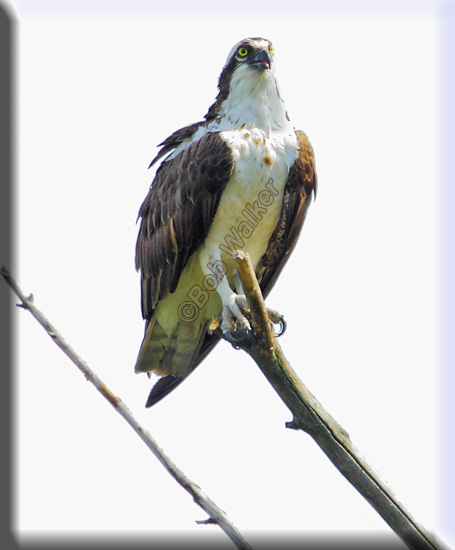 An Osprey Out On A Limb
