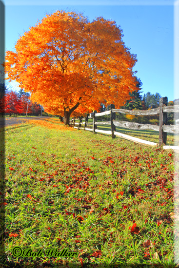 Fall Foliage Ablaze