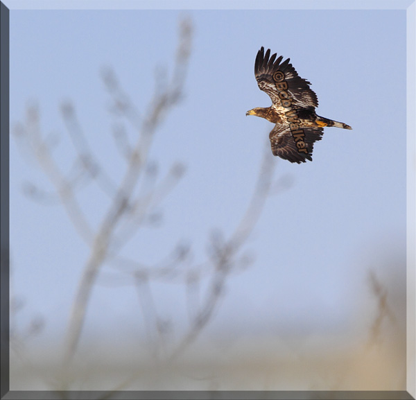 An Immature Heads Over To The Warm Water Outlet