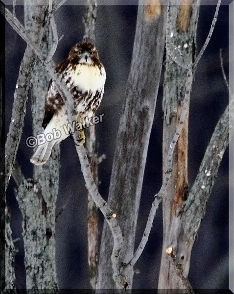 A Young Red-tail Hawk Watches Us From Its Perch