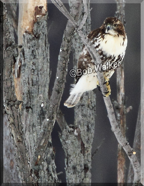 The Red-tail Hawk Is Ever Alert