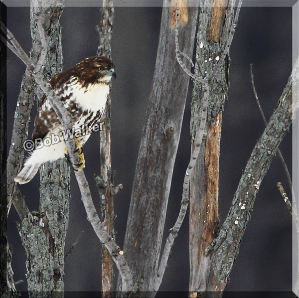 The Red-tail Hawks Spots Something Of Interest