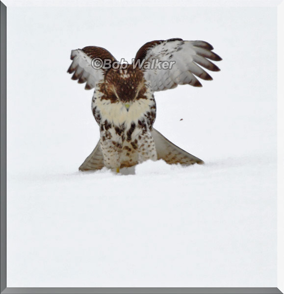 Does The Red-tail Hawk Have Something?