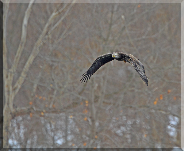 An Immature Bald Eagle Searching For Its Meal Also