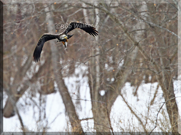 The Immature Apparently Enjoyed Success In Finding Its Meal As Well