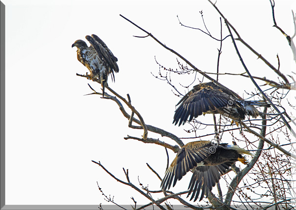 The Eagles Seek A New Location