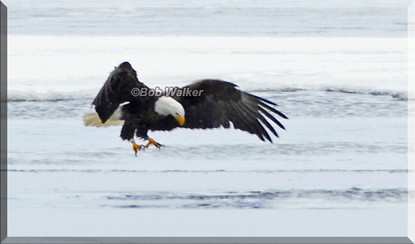 The Eagle Searches For Its Meal In The Ices Openings