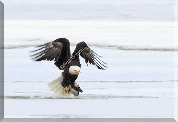 The Eagle Has Something In Its Talons