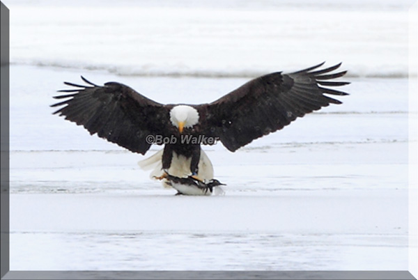 A Common Merganser Becomes  The Eagles Breakfast