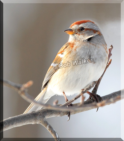 An American Tree Sparrow (Spizella arbor)
