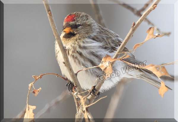 The Common Redpoll Finds Another Perch