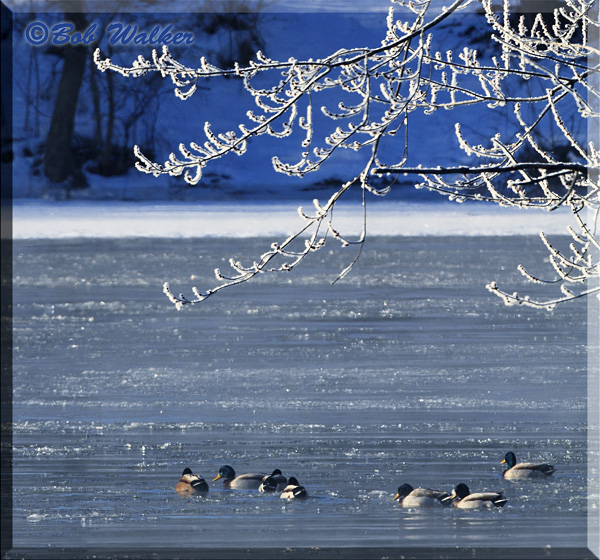 Some Mornings Can Get Quite Cold While Waiting For The Eagles