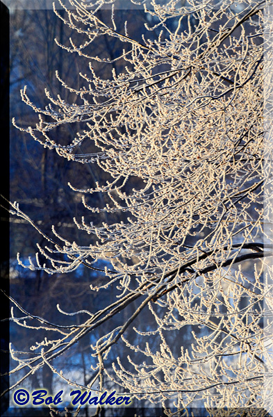Hoar Frost On The Seneca River