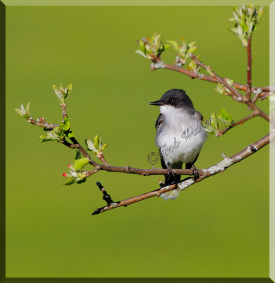 Eastern Kingbird (Tyrannus tyrannus)