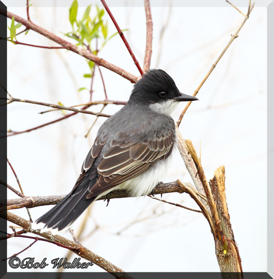  An Eastern Kingbird Up Close
