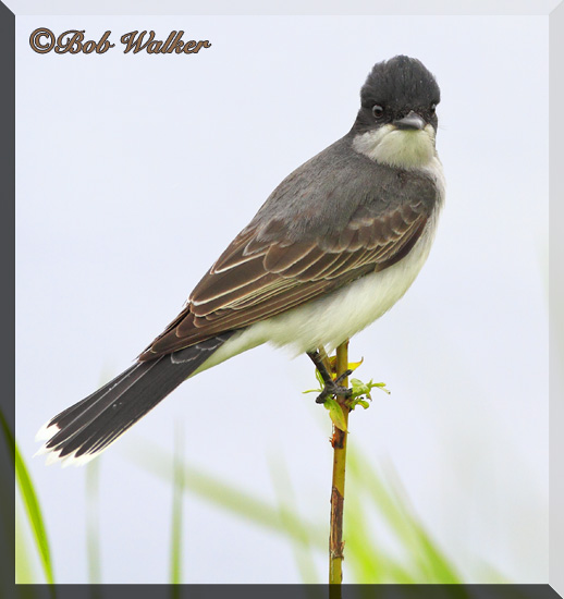 Eastern Kingbird Had An Eye On Me