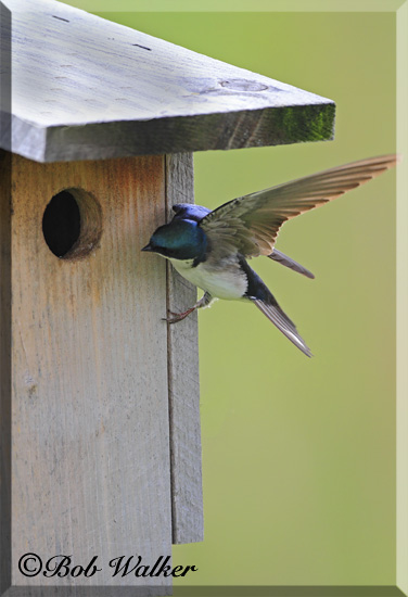 Tree Swallows Pose Constant Threat To Young Blue Birds Birdhouse