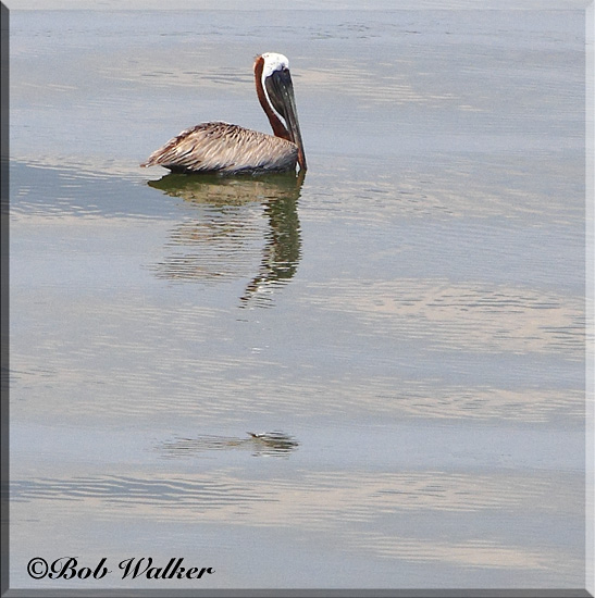 Charleston Harbor Where Brown Pelicans Abound