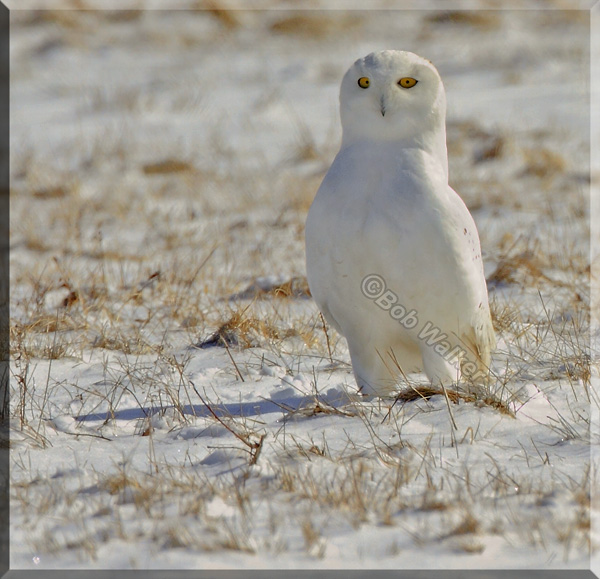 A Young Male Snowy Out In The Field At Our Airport