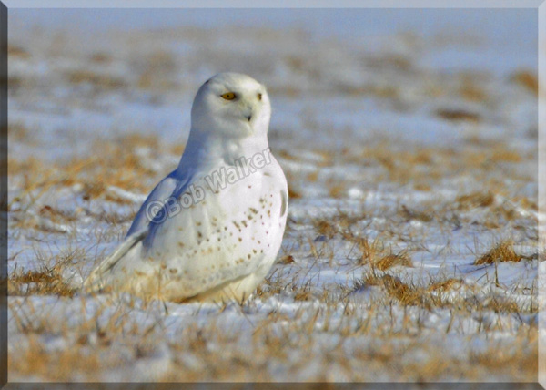 The Male Type Snowy Would Stop And Look Around