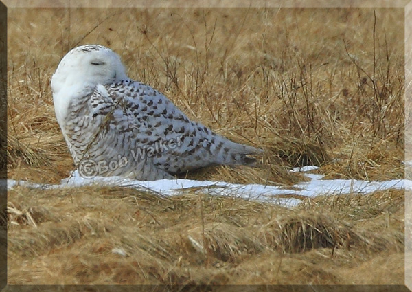 The Snoozing Female Snowy I Call This Picture