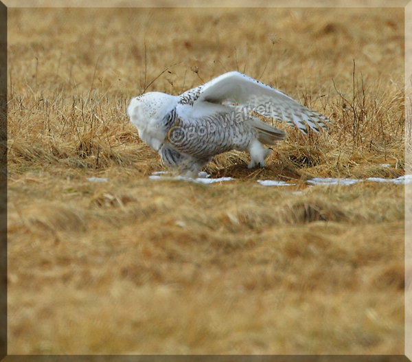 The Snowy Owl Dance