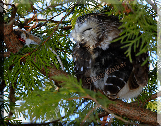 The Saw-whet Owl Resumed Its Rest After An Evening Of Hunting