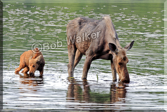 Now Both Mother And Its Offspring Feed