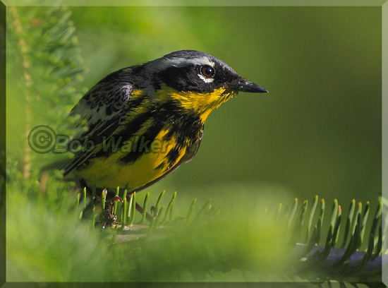The Magnolia Warbler Looking Out Of The Branches 
