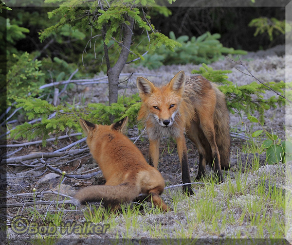 Momma Fox Standing Over Her Kit