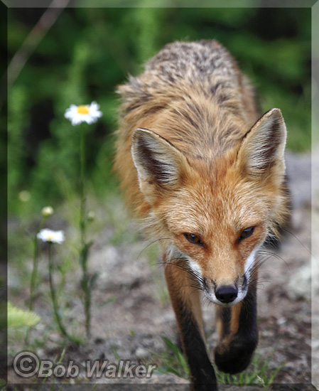 Mother Fox Is Off To Hunt