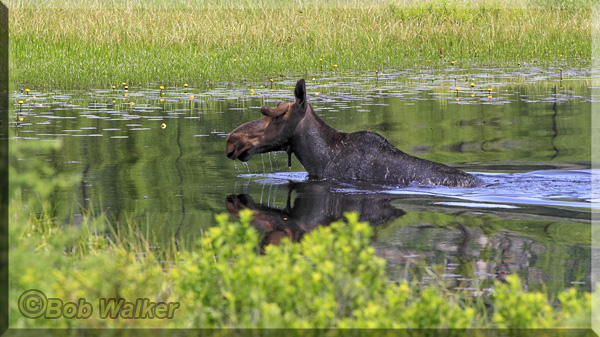 The Young Bull Getting Up On Land After His Short Swim