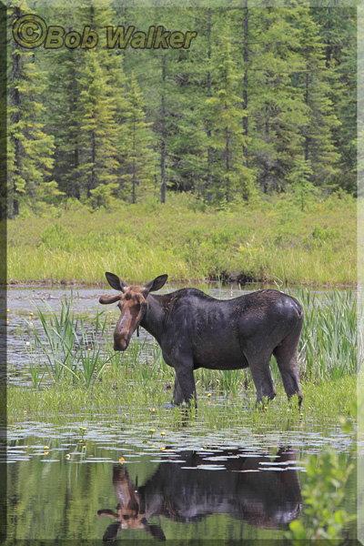 The Young Bull Moose Looks Back And His Reflection Is Seen In The Water