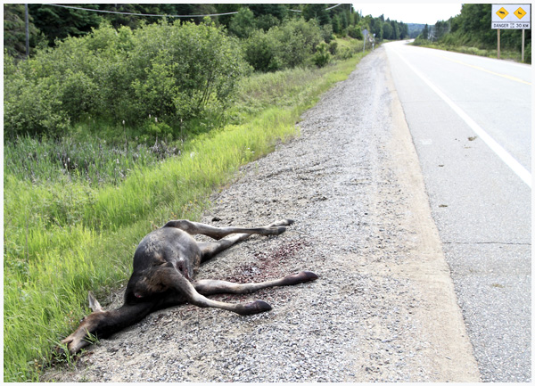Road Killed Cow Moose, A Disturbing Image