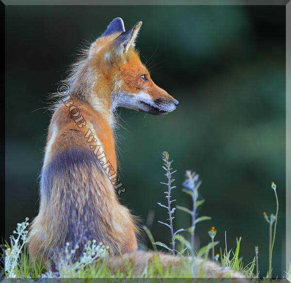 Mother Fox Watches Over Her Kits