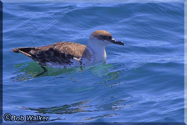 This Is A Parasitic Jaeger