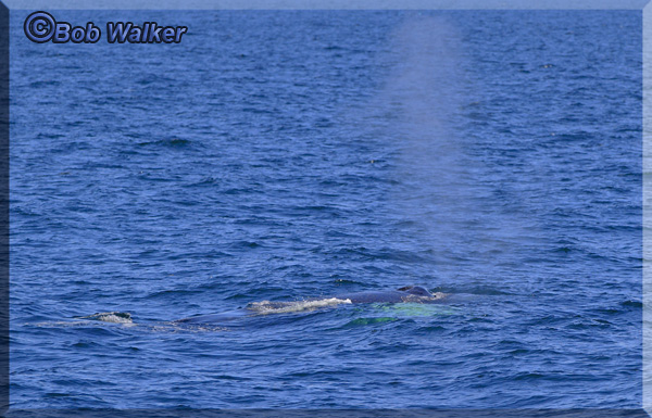 Whale Watchers First Sighting