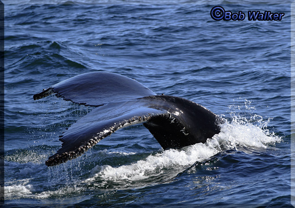 Again We Observed The Classic Goodby Dive For Food