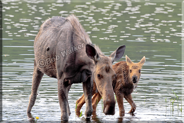 Cow And Calf Moose Leaving The Waters Of Opeongo Lake