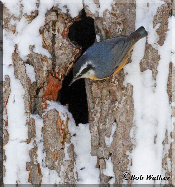 Red-breasted Nuthatch On Snow Covered Bark 